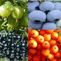 berry-fruit